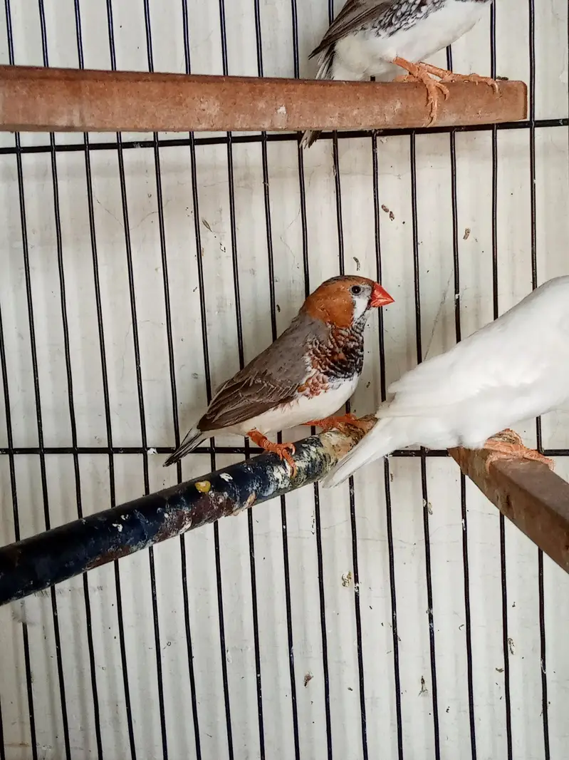 Snow White Female Finch Exhibition Jumbo size — photo 7
