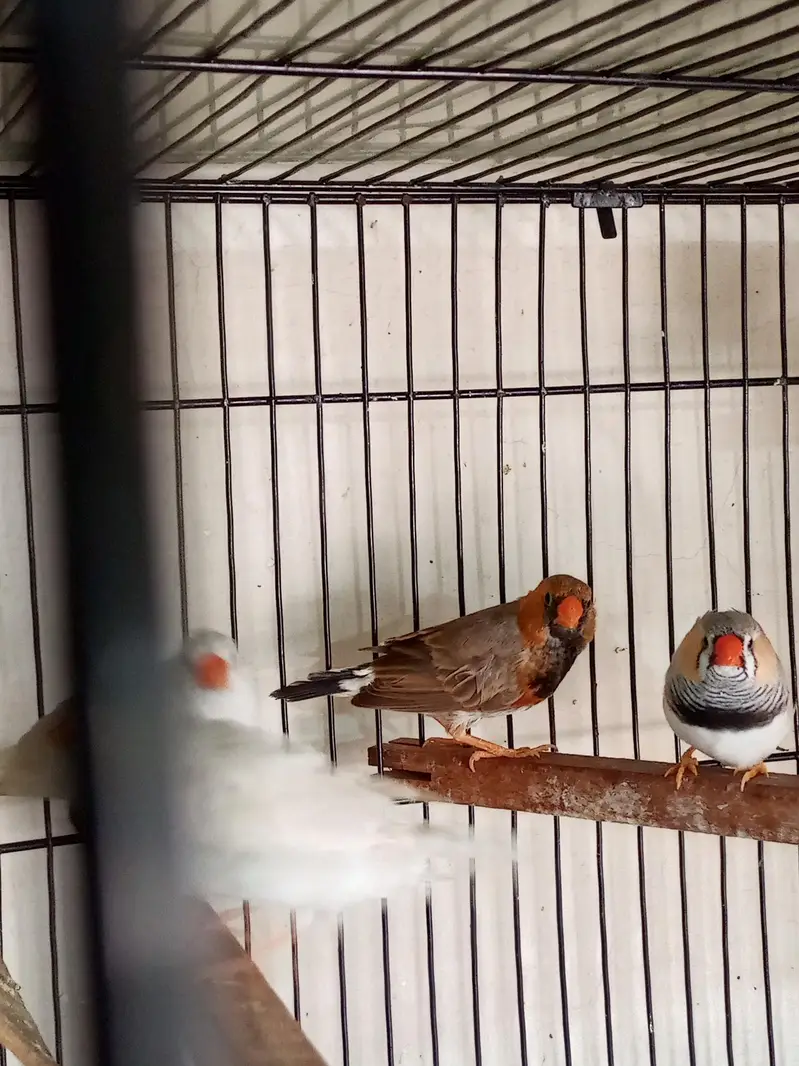Snow White Female Finch Exhibition Jumbo size — photo 8