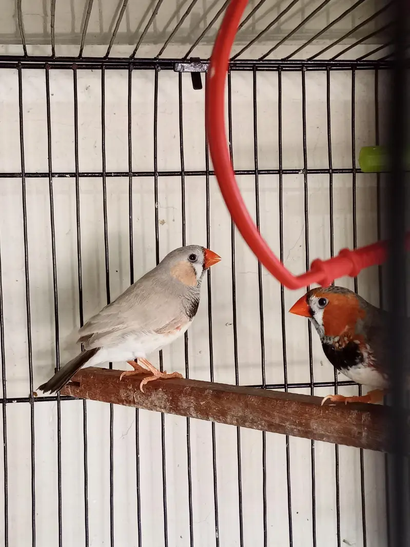 Snow White Female Finch Exhibition Jumbo size — photo 9