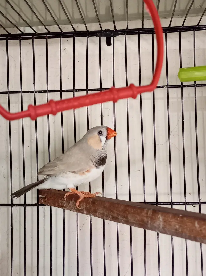 Snow White Female Finch Exhibition Jumbo size — photo 10