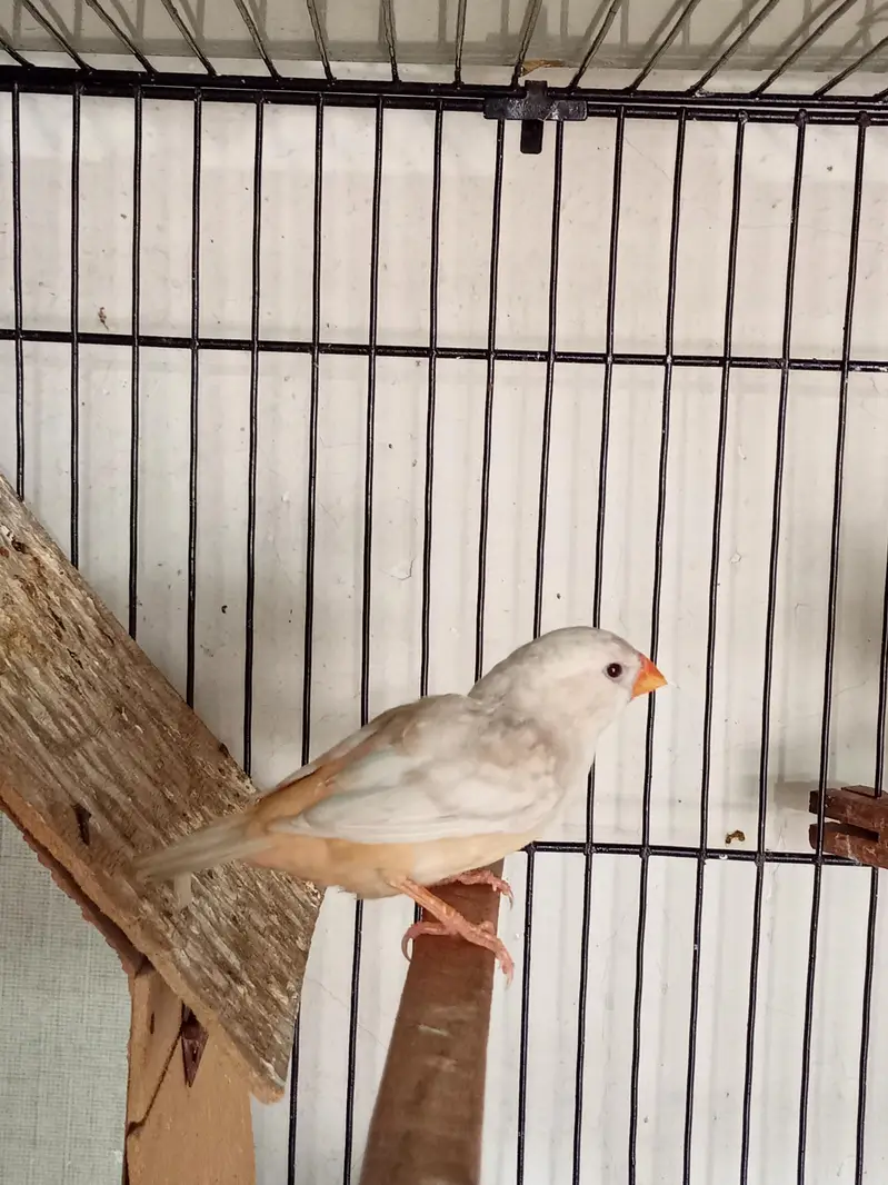 Snow White Female Finch Exhibition Jumbo size — photo 11