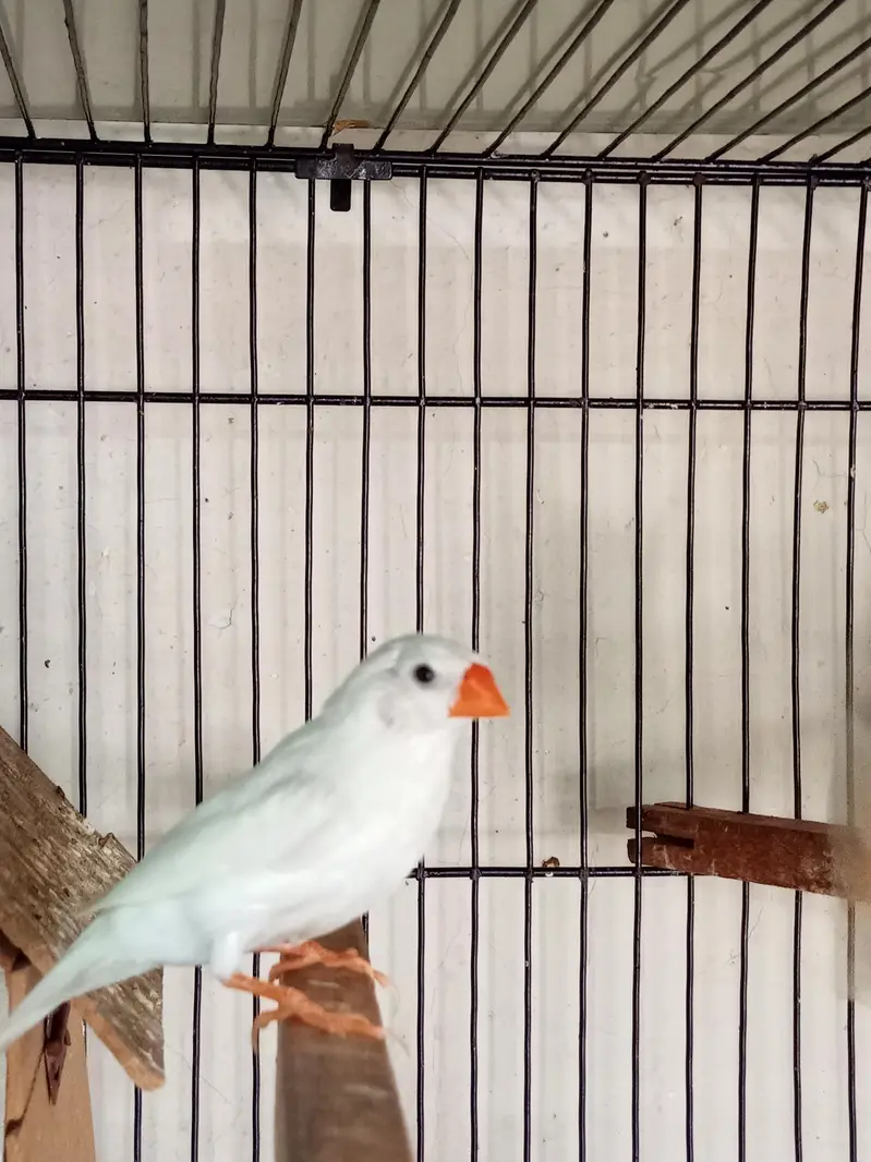 Snow White Female Finch Exhibition Jumbo size — photo 12
