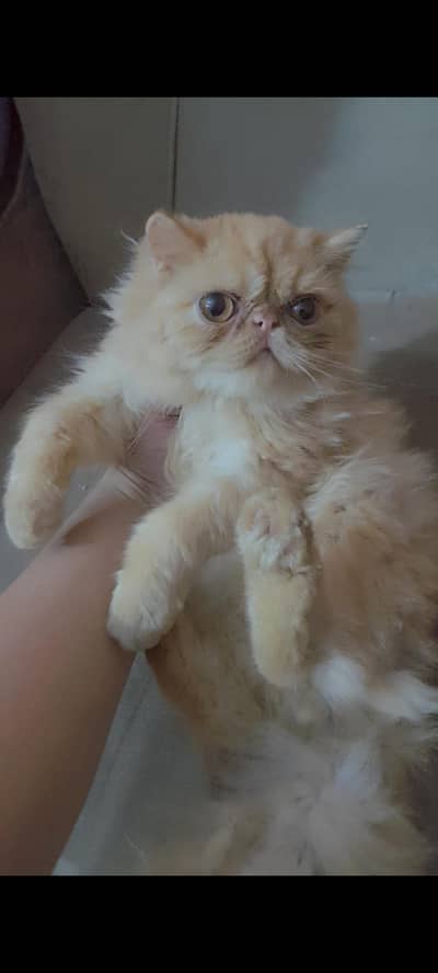PIKI KITTEN MALE PEKI PEEKI PIKE CAT