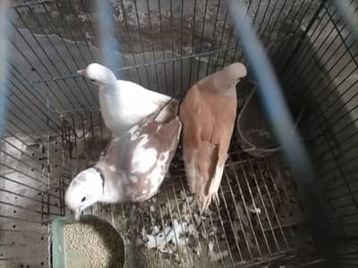beautiful breeder pair
