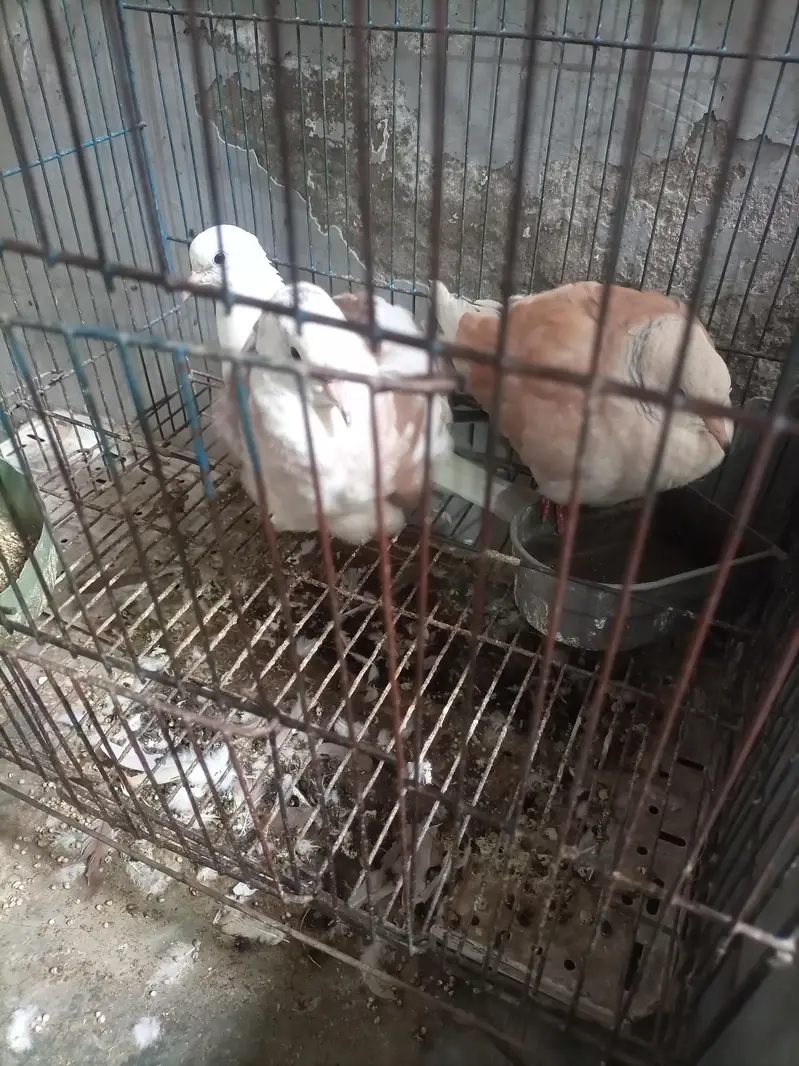 beautiful breeder pair — photo 2