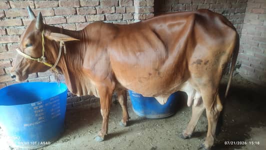 Best Cholistani Milking Cow urgent sale