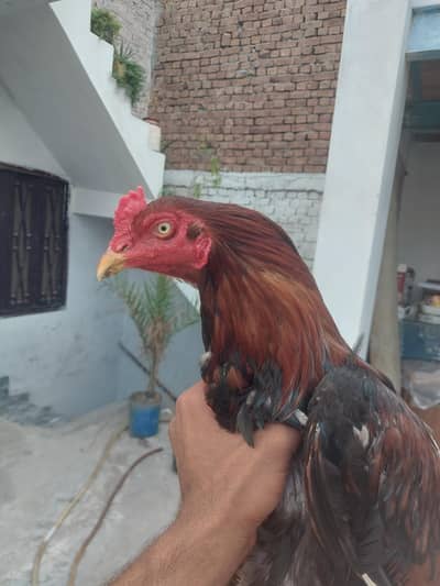Aseel patha home breed 0305+2655482