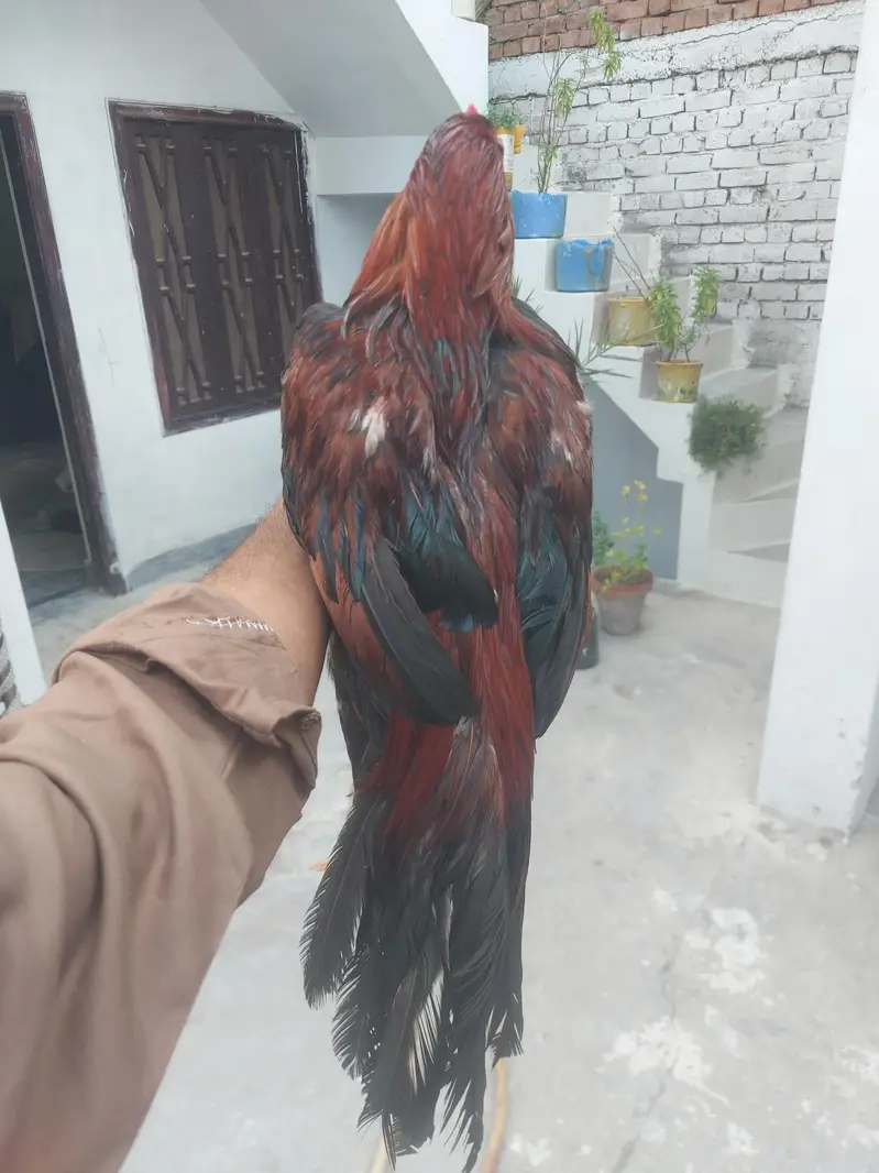 Aseel patha home breed 0305+2655482 — photo 2