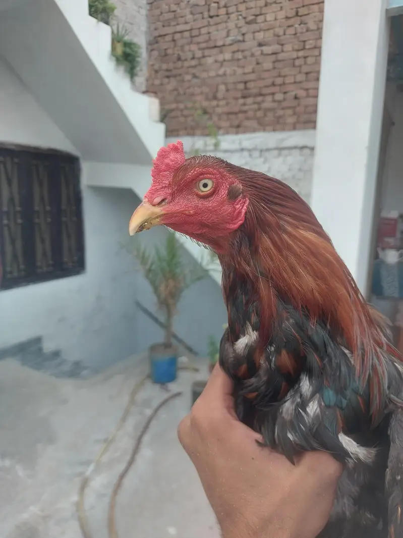 Aseel patha home breed 0305+2655482 — photo 3