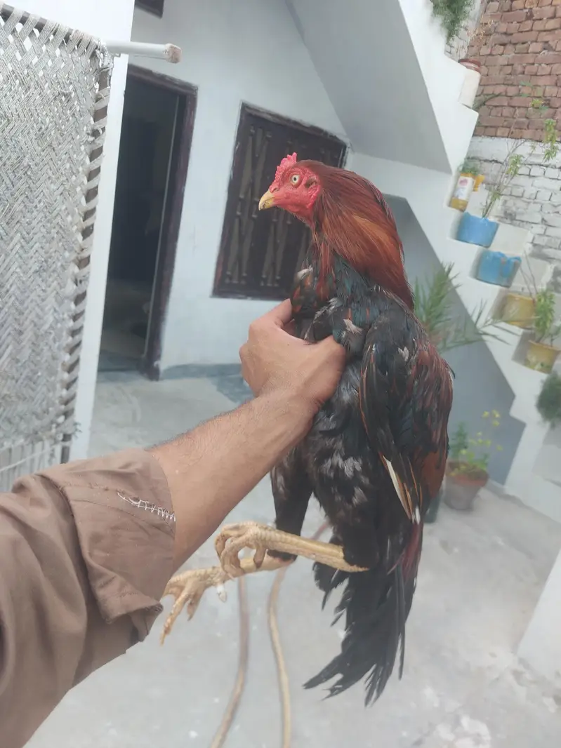 Aseel patha home breed 0305+2655482 — photo 5