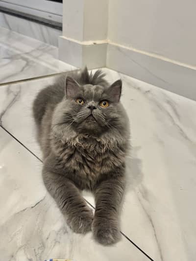 Grey triple coat persian cat