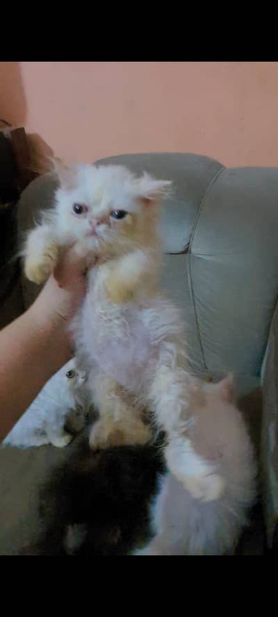 PERSIAN MALE FEMALE KITTEN CAT