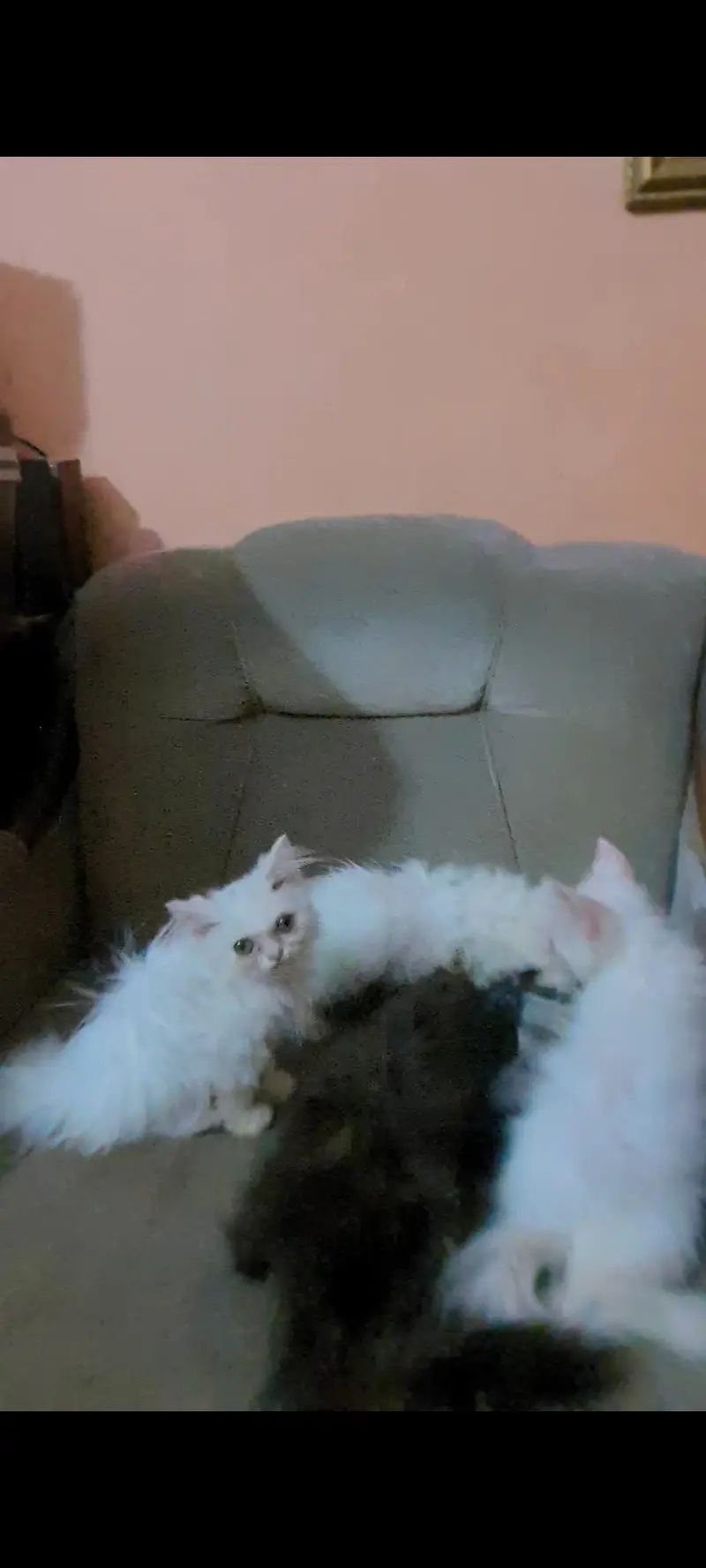 PERSIAN MALE FEMALE KITTEN CAT — photo 2