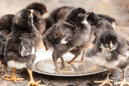 30 Days Old Australorp Chicks for Sale Healthy & Active | Fertile eggs