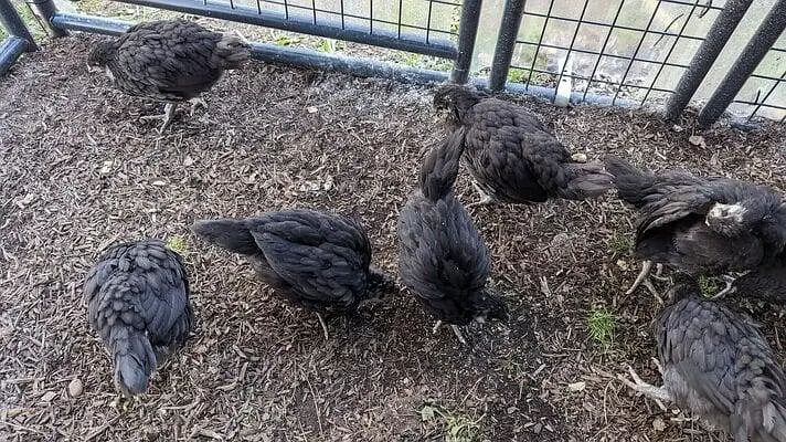 30 Days Old Australorp Chicks for Sale Healthy & Active | Fertile eggs — photo 3