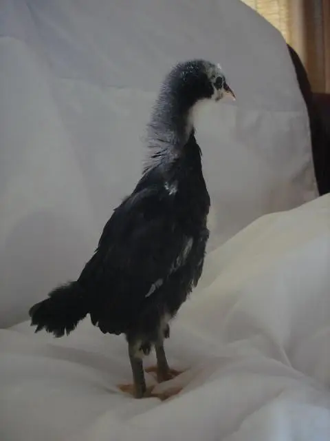 30 Days Old Australorp Chicks for Sale Healthy & Active | Fertile eggs — photo 4