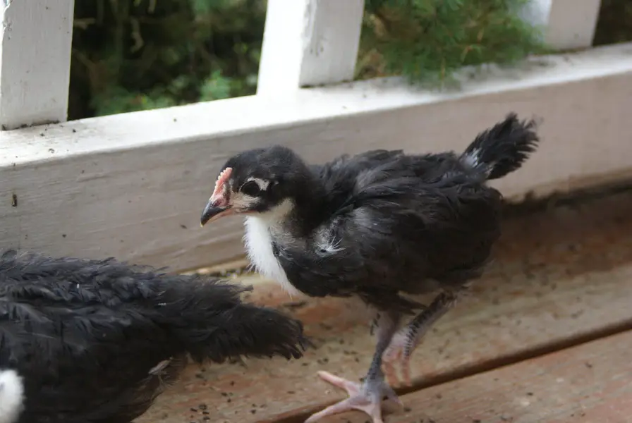 30 Days Old Australorp Chicks for Sale Healthy & Active | Fertile eggs — photo 5