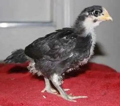 30 Days Old Australorp Chicks for Sale Healthy & Active | Fertile eggs — photo 6