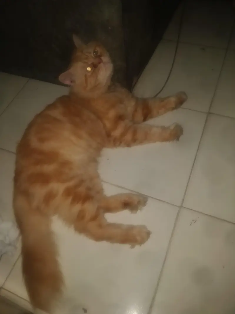 Ghar ka hai B's feed or chickn e deta hu boil Kar k — photo 2