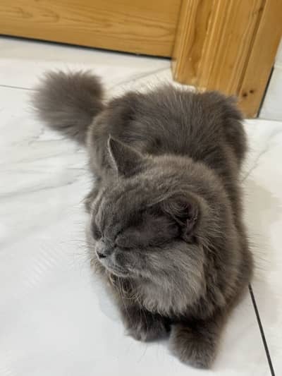 Grey triple coat persian cat