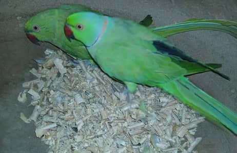 Ring Neck Cockatiel pineapple counre + Green chick counre available