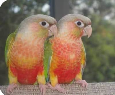 Cockatiel pineapple counre + Green chick counre available