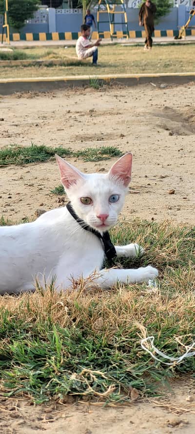 persian breed odd eyes beautiful cat