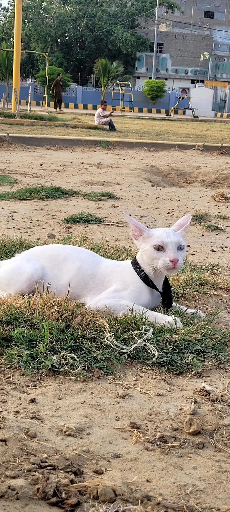 persian breed odd eyes beautiful cat — photo 2