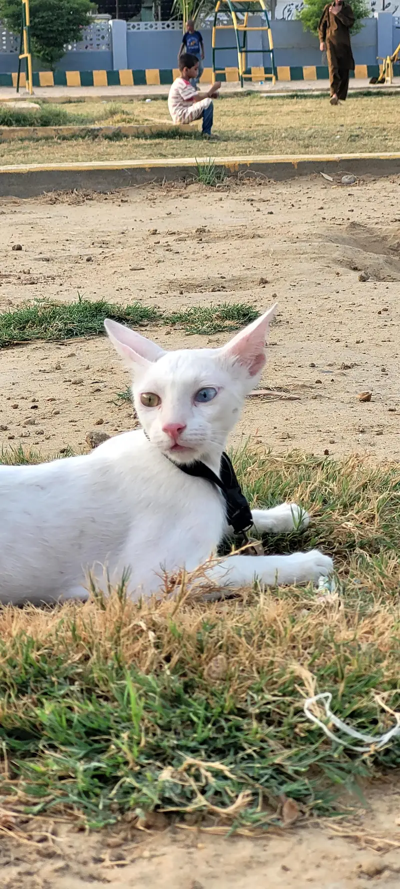 persian breed odd eyes beautiful cat — photo 3