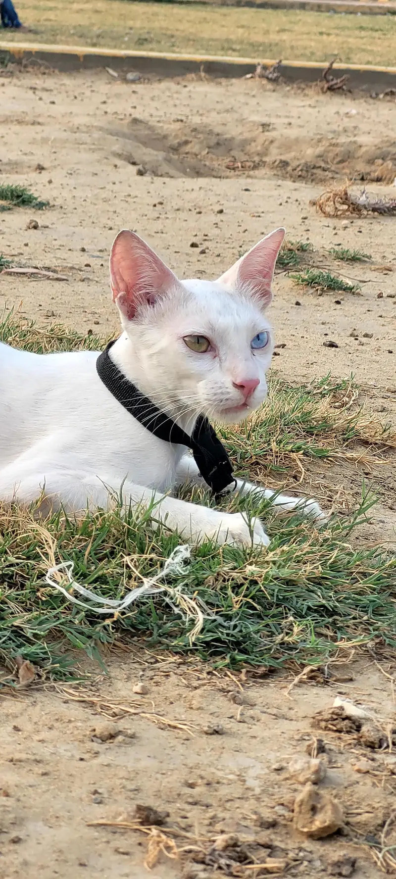 persian breed odd eyes beautiful cat — photo 4