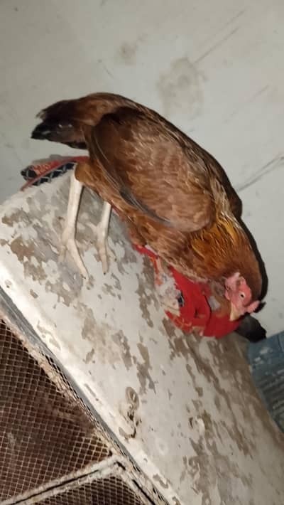 murgi ande wali hai full healthy