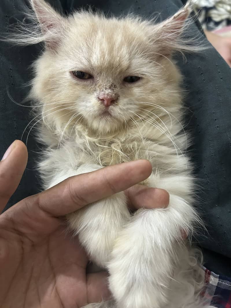 Persian cat 0
