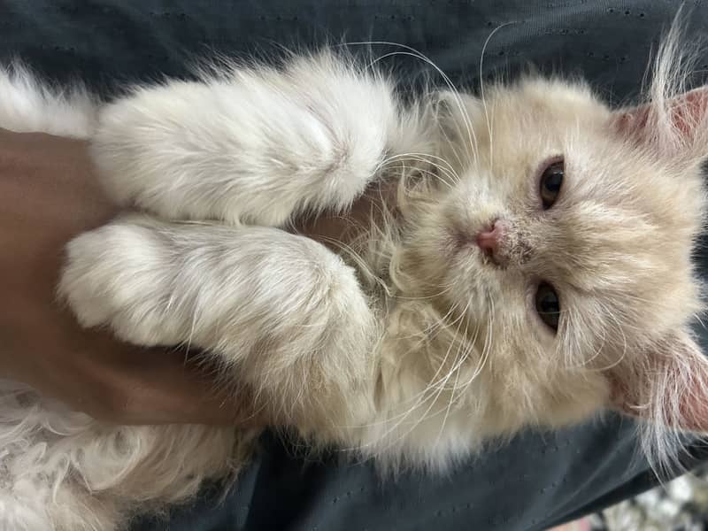 Persian cat 1