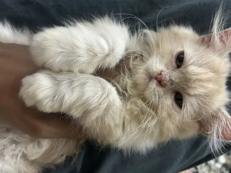 Persian cat — photo 2