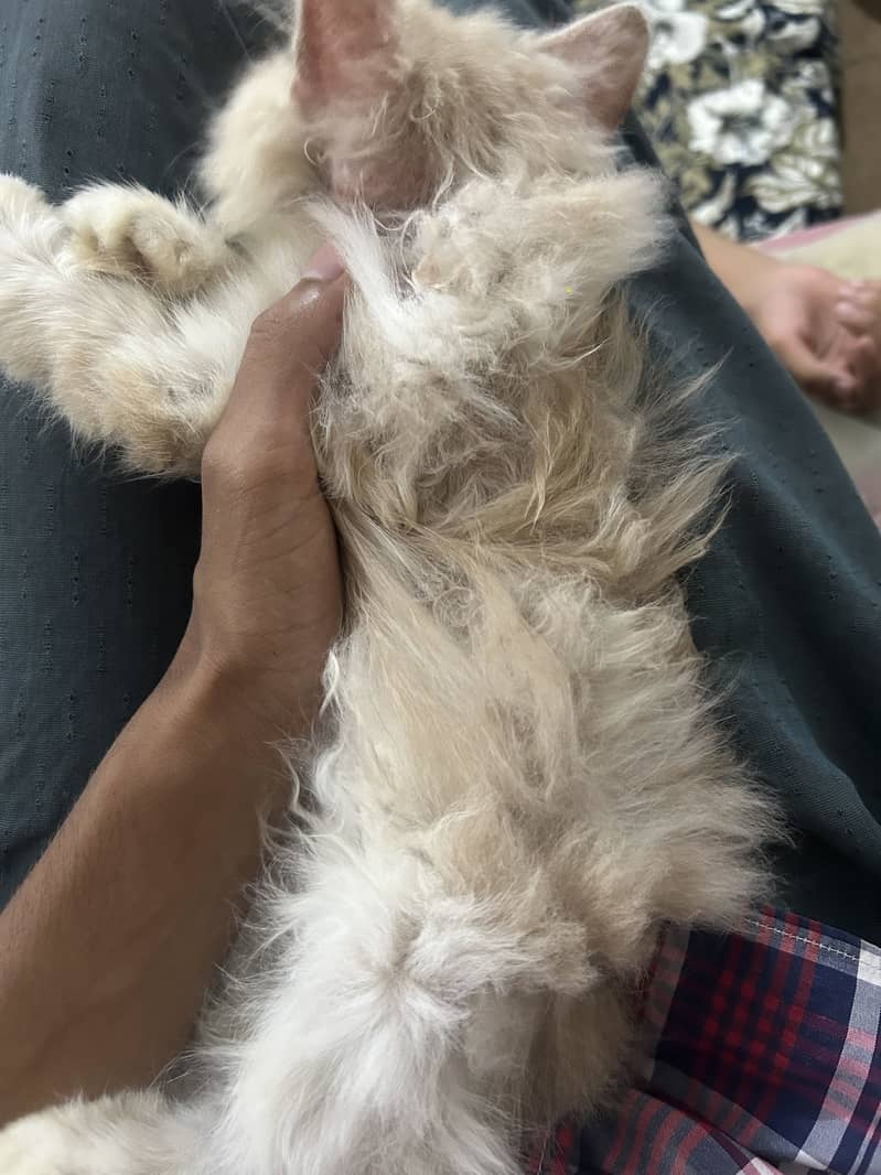Persian cat 2