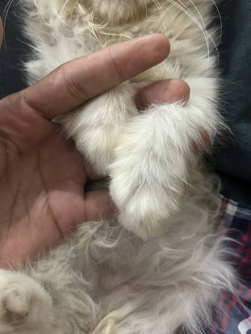 Persian cat 3