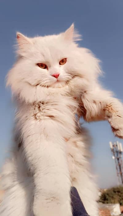 Healthy white Persian male cat for sale