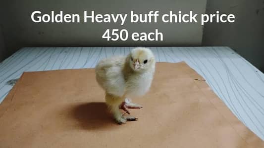Golden heavy buff | Ayam Cemani Grey | white silkie | WH king 0 shamo