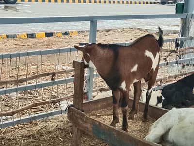 teda Bakra fore sale