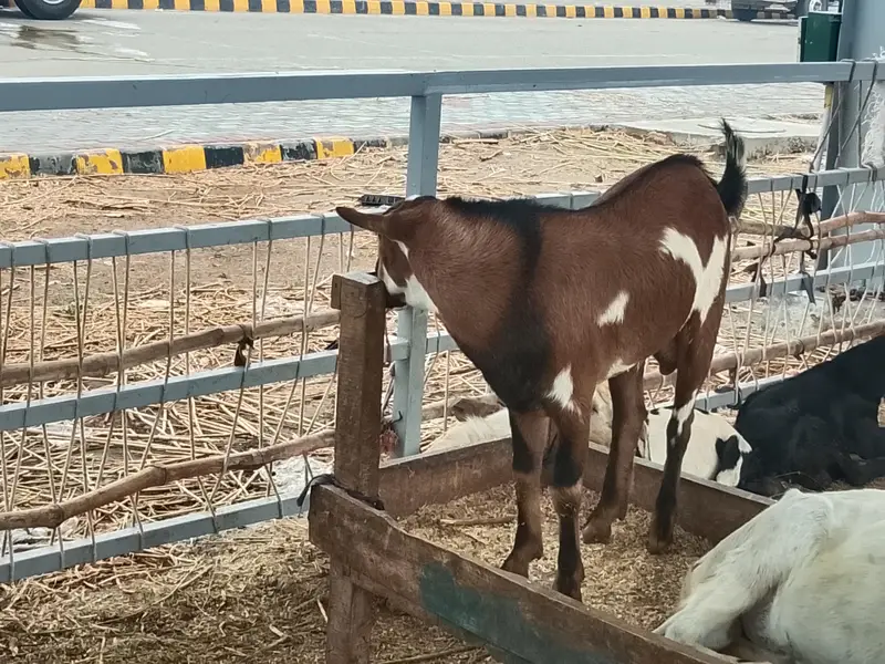 teda Bakra fore sale