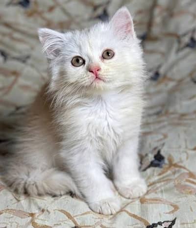 persion cat