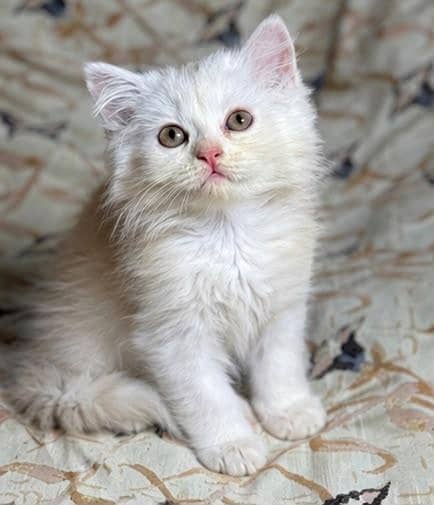 persion cat 0