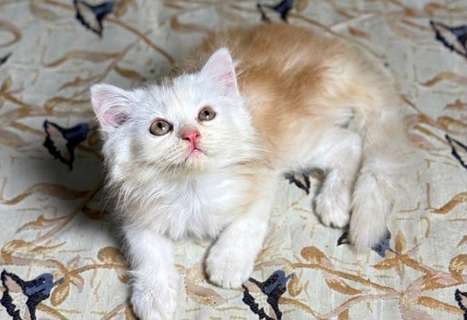 persion cat 1
