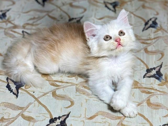 persion cat 2