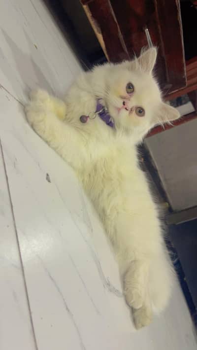 cat for sale