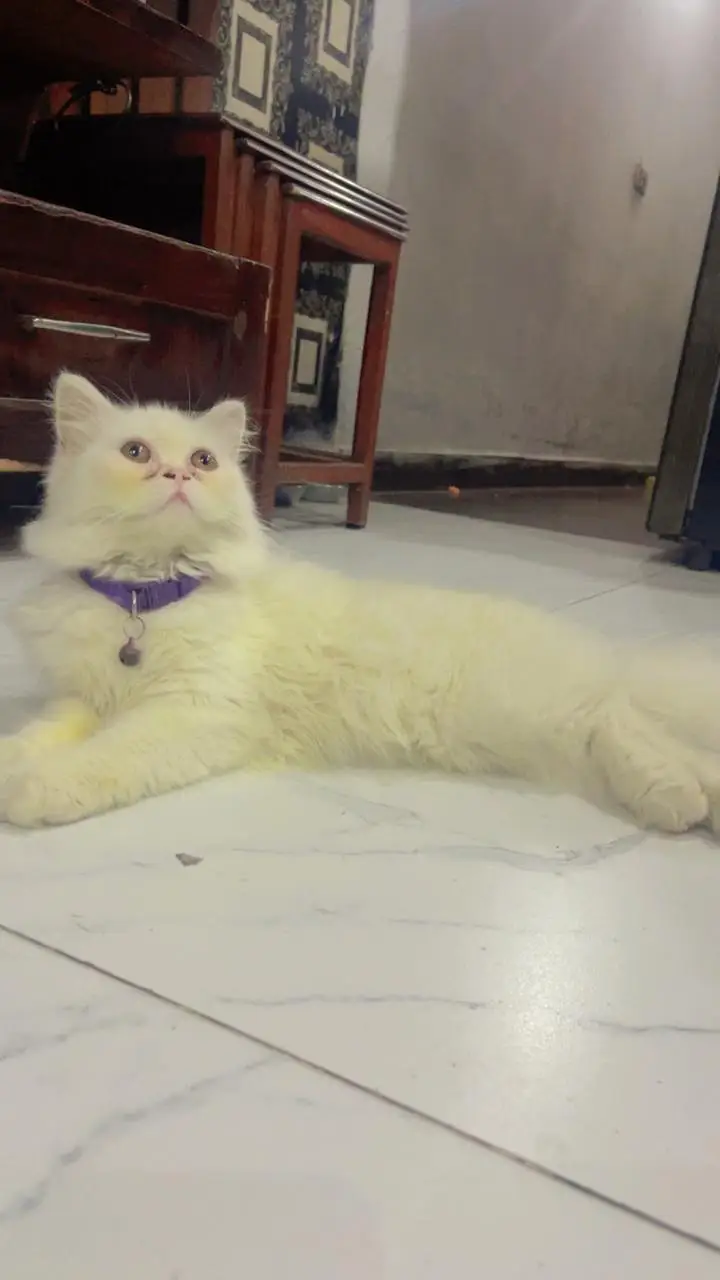 cat for sale — photo 2