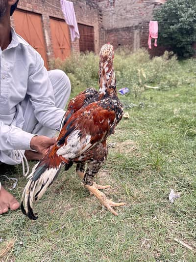 Main Wali cheena Aseel patha amroha m se bana huwa