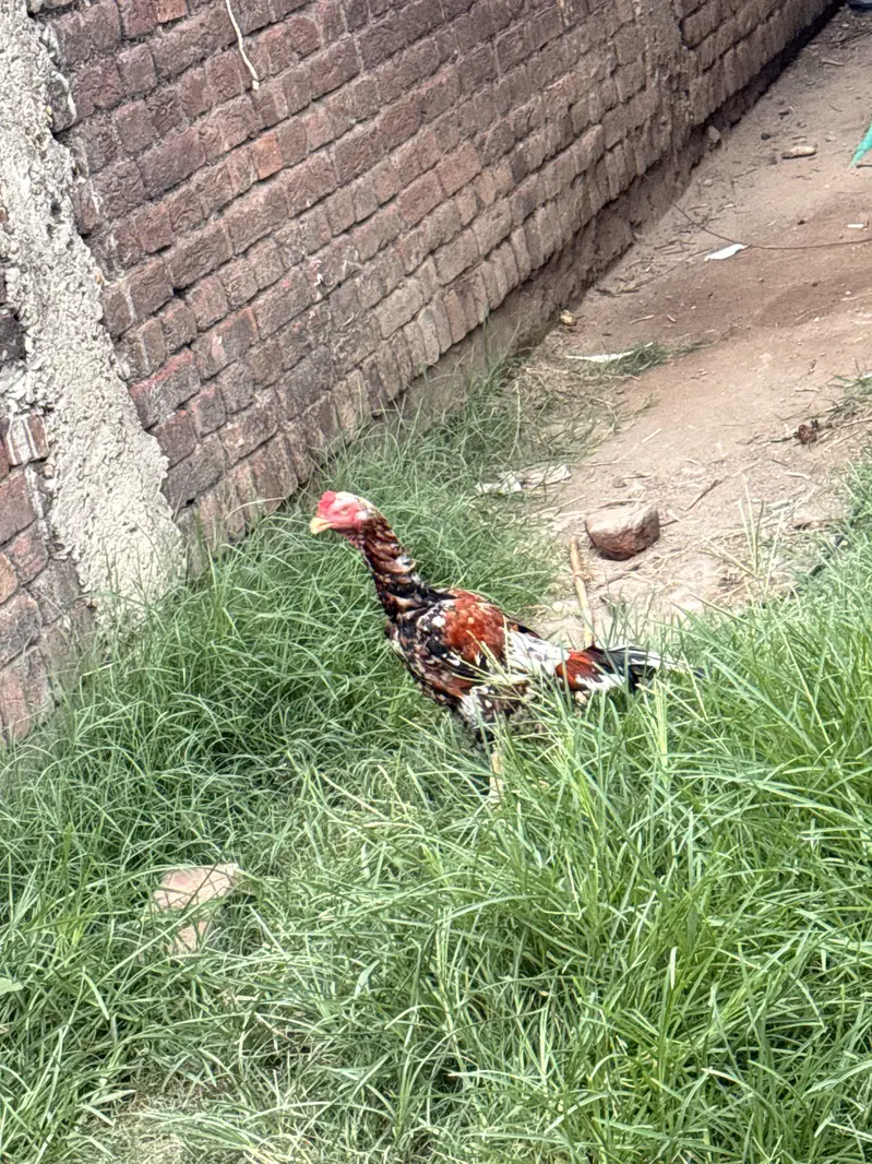 Main Wali cheena Aseel patha amroha m se bana huwa — photo 2