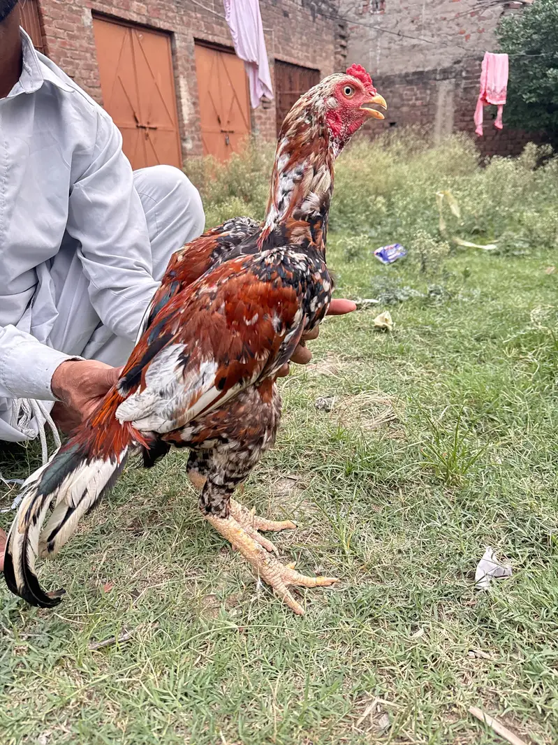 Main Wali cheena Aseel patha amroha m se bana huwa — photo 4