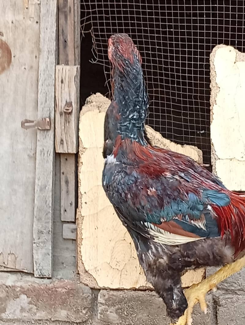 shamo 3